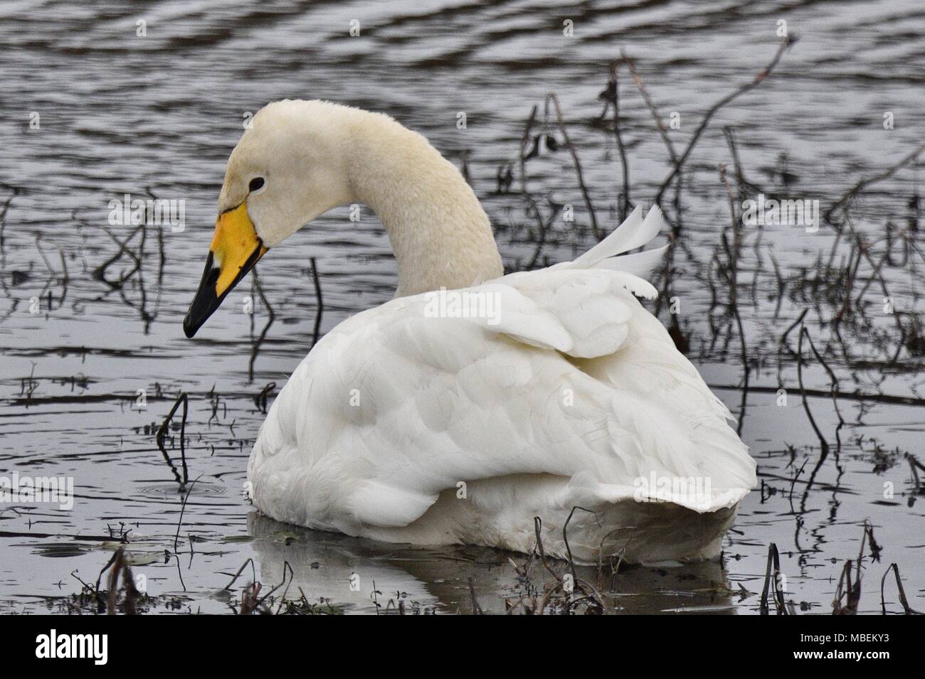 Whooper Swan on Water. Stock Photo