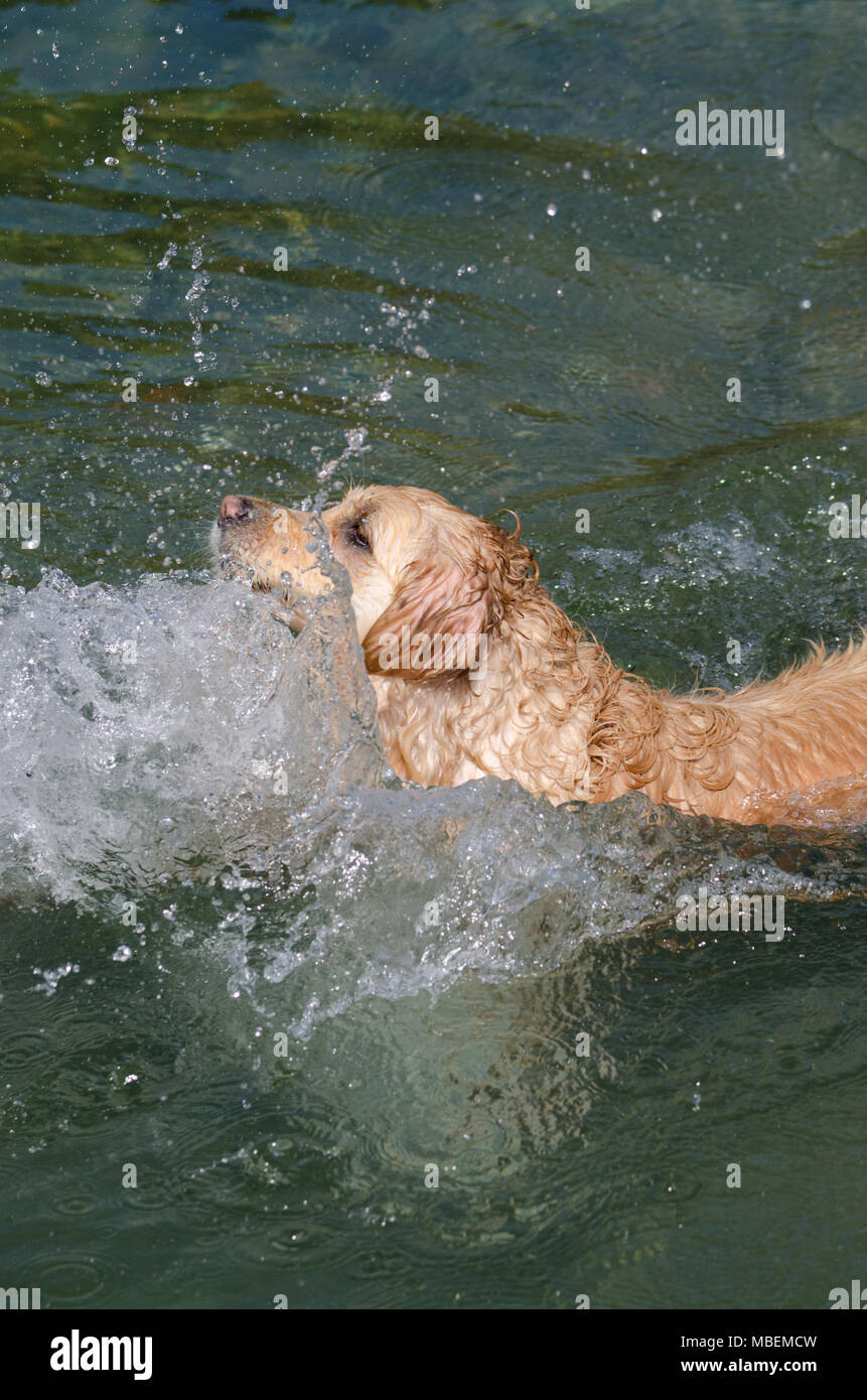 golden retriever running fast in the water of a lake Stock Photo - Alamy