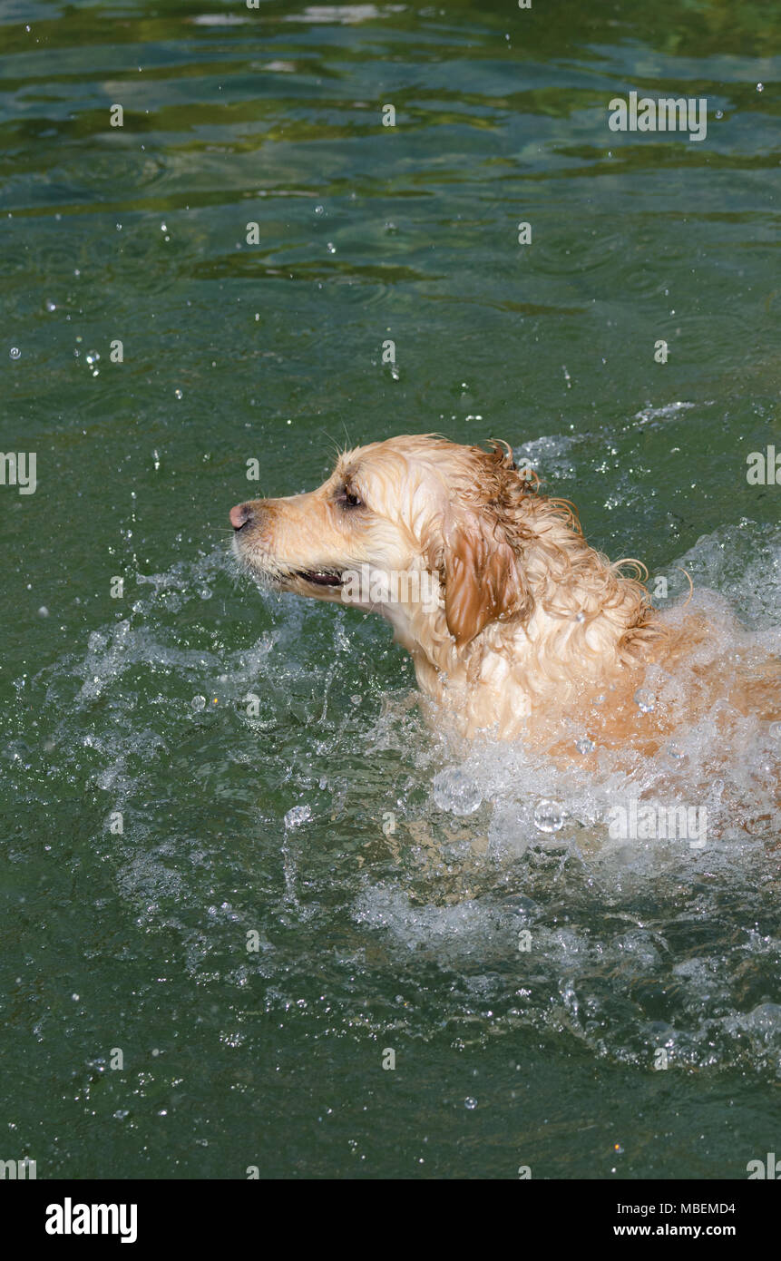 golden retriever running fast in the water of a lake Stock Photo - Alamy