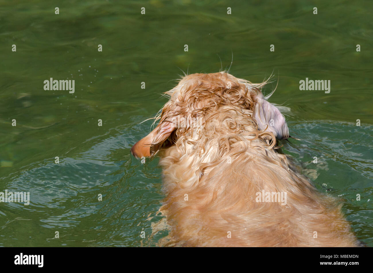 golden retriever running fast in the water of a lake Stock Photo - Alamy
