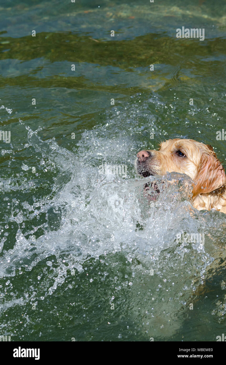 golden retriever running fast in the water of a lake Stock Photo - Alamy
