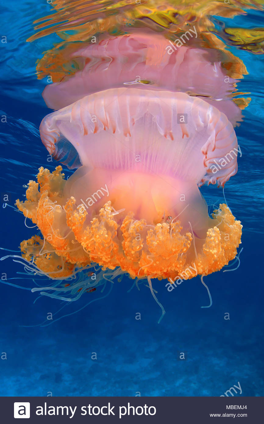 Cauliflower Jellyfish Stock Photos & Cauliflower Jellyfish Stock Images