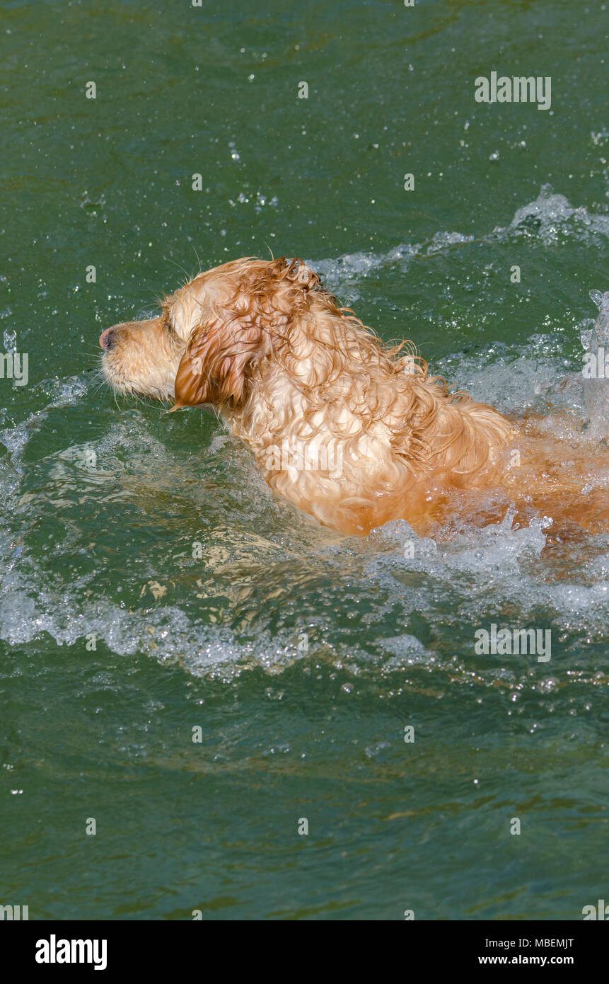 golden retriever running fast in the water of a lake Stock Photo - Alamy