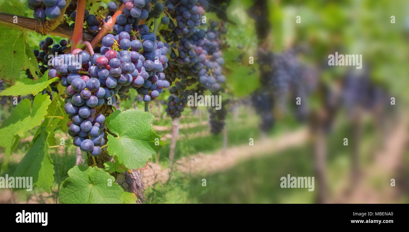 Close up on red black grapes in a vineyard Stock Photo