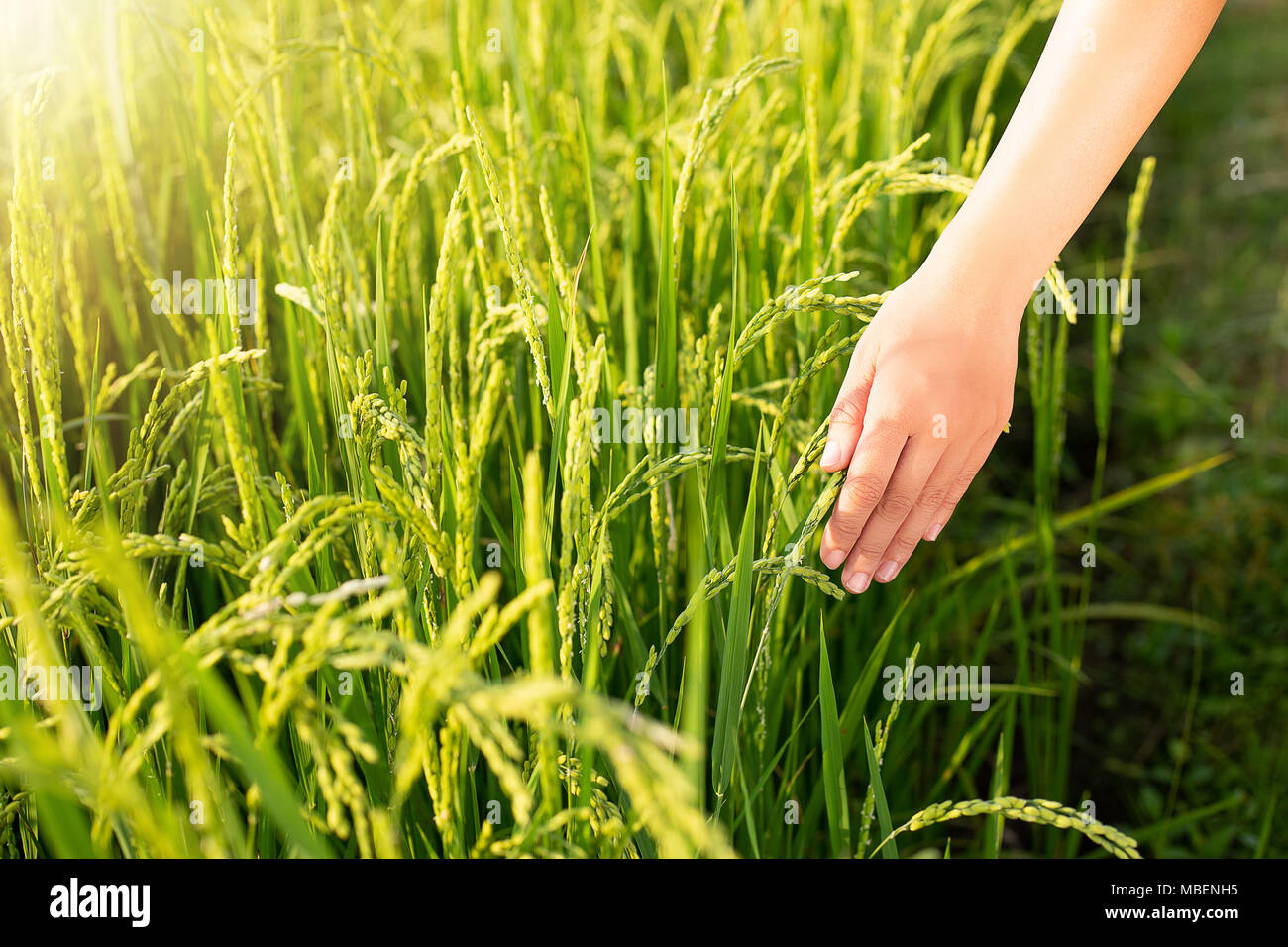 hand tenderly touching a young rice in the paddy field Stock Photo