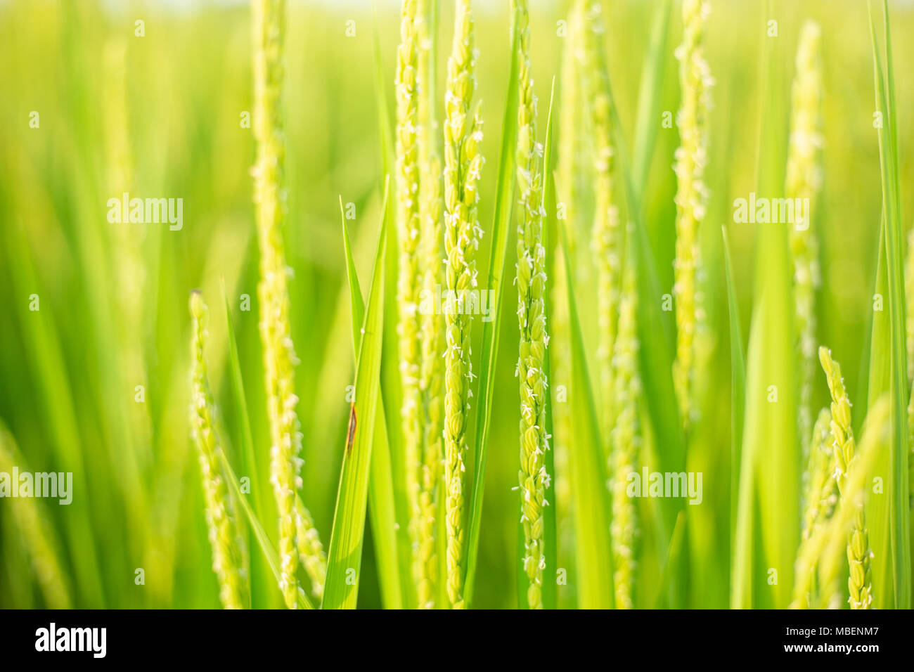Green rice grain closeup hi-res stock photography and images - Alamy
