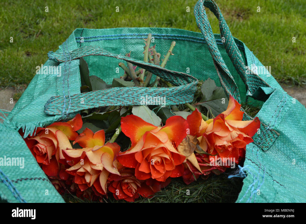 Biodegradable waste hires stock photography and images Alamy