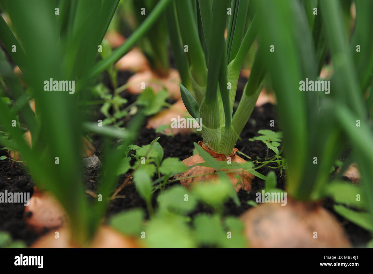 Close up onion plantation hi-res stock photography and images - Alamy