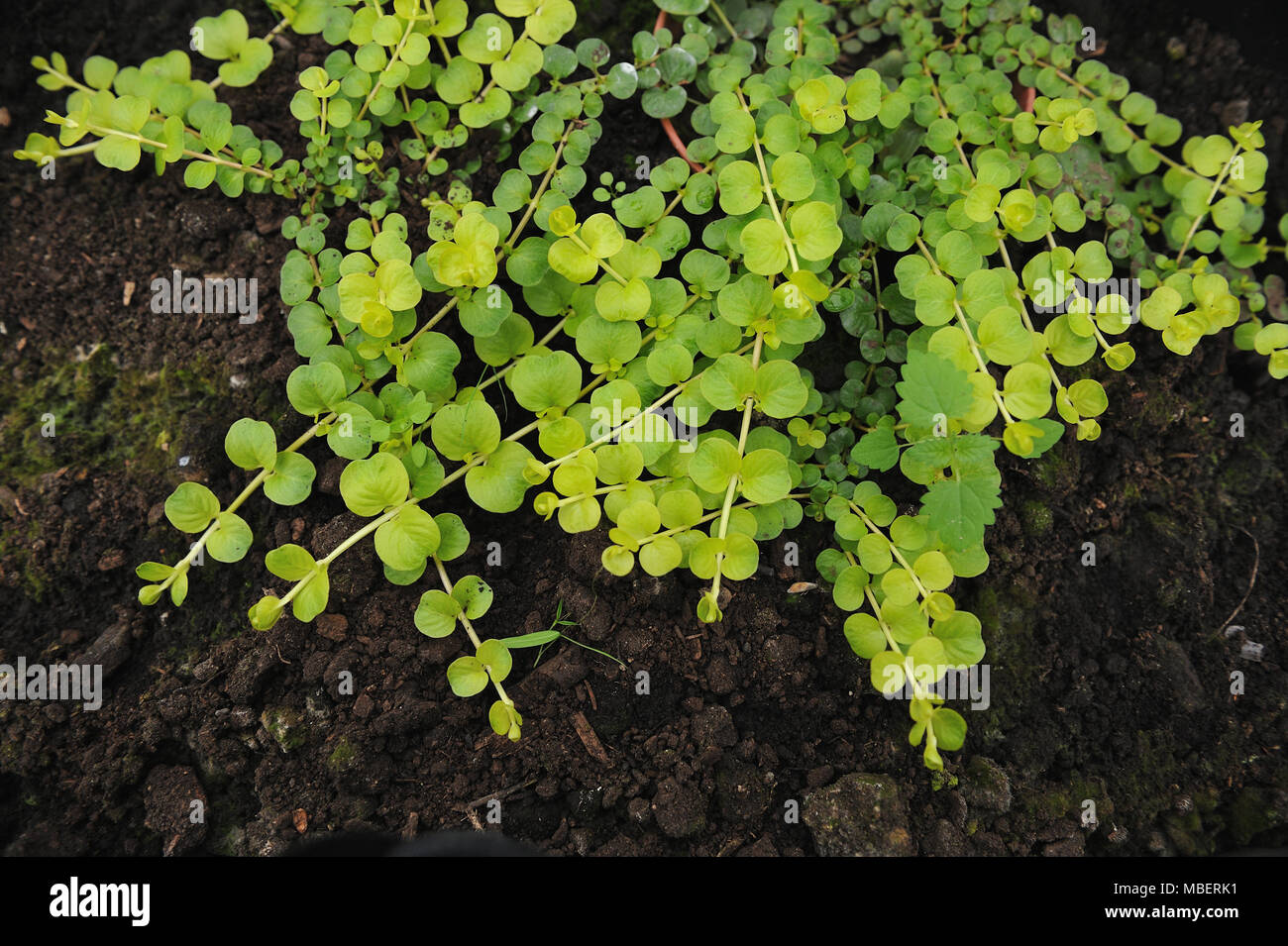 Creeping jenny (Lysimachia nummularia) is a species of flowering plant in the family Primulaceae. Stock Photo