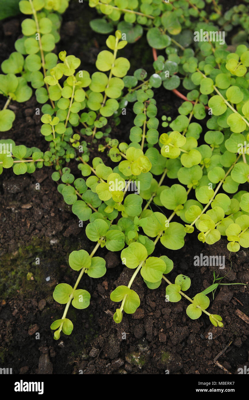 Creeping jenny (Lysimachia nummularia) is a species of flowering plant in the family Primulaceae. Stock Photo