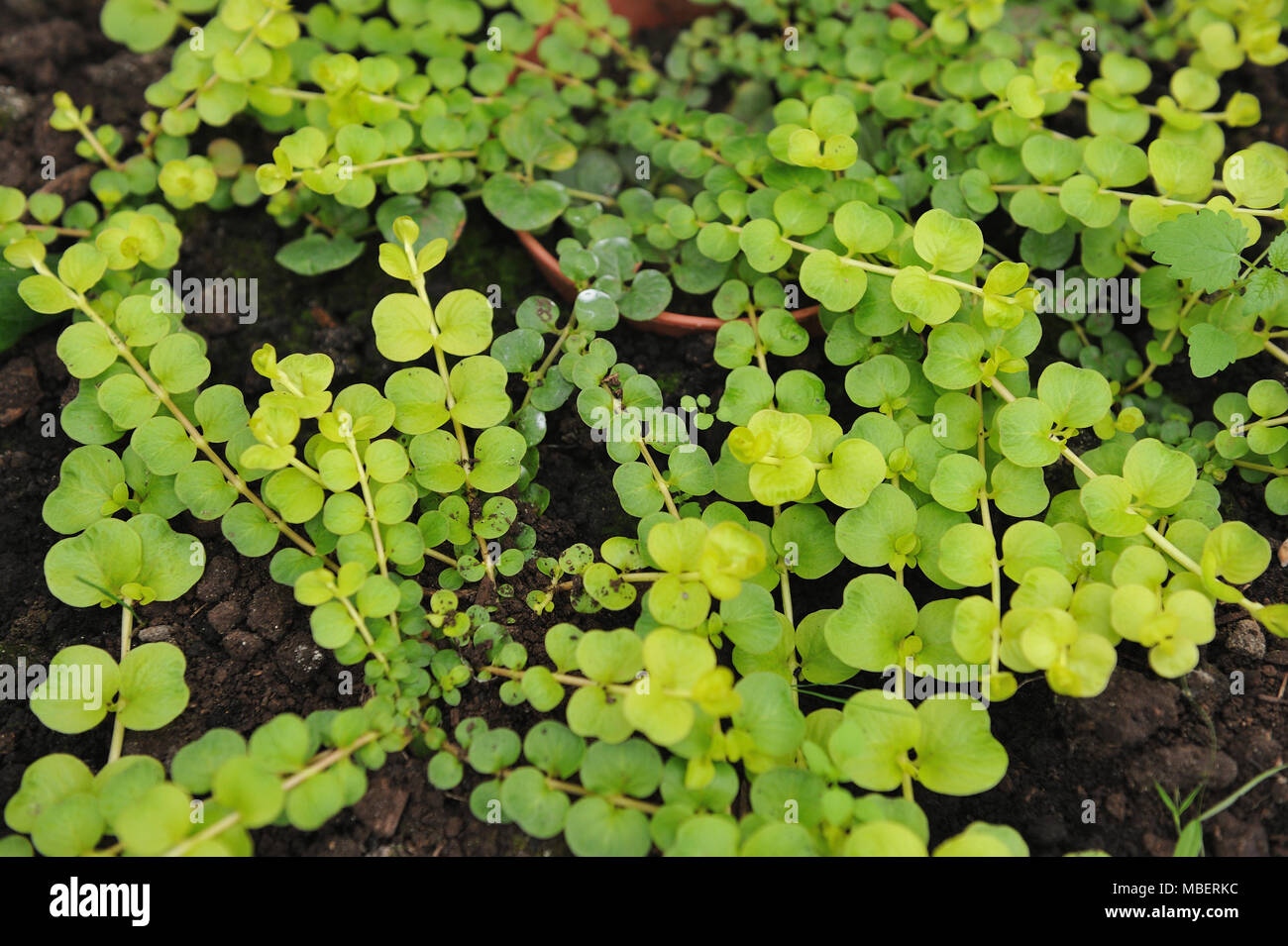 Creeping jenny (Lysimachia nummularia) is a species of flowering plant in the family Primulaceae. Stock Photo