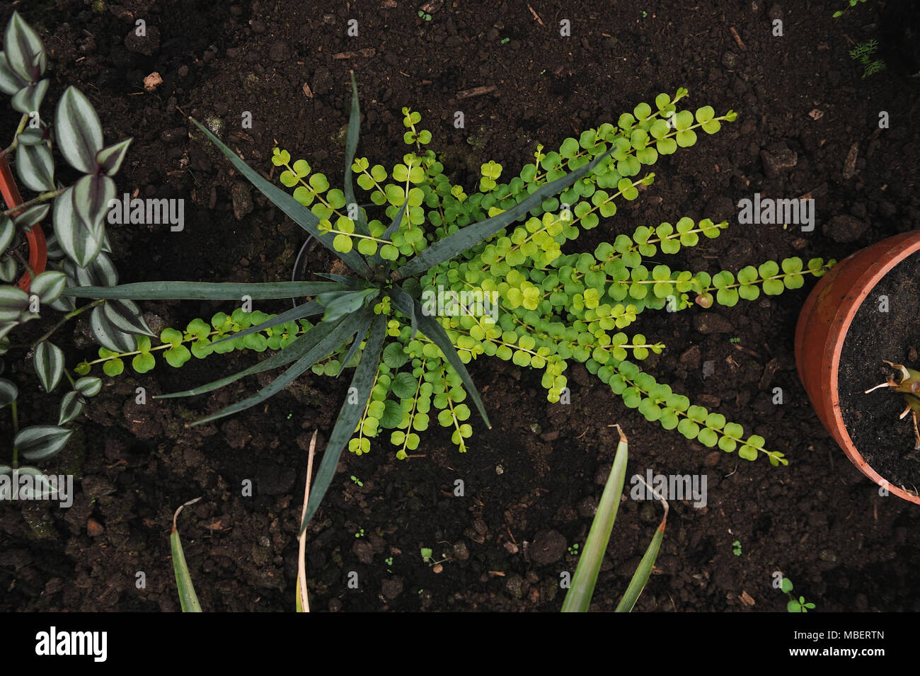 Creeping jenny (Lysimachia nummularia) is a species of flowering plant in the family Primulaceae. Stock Photo