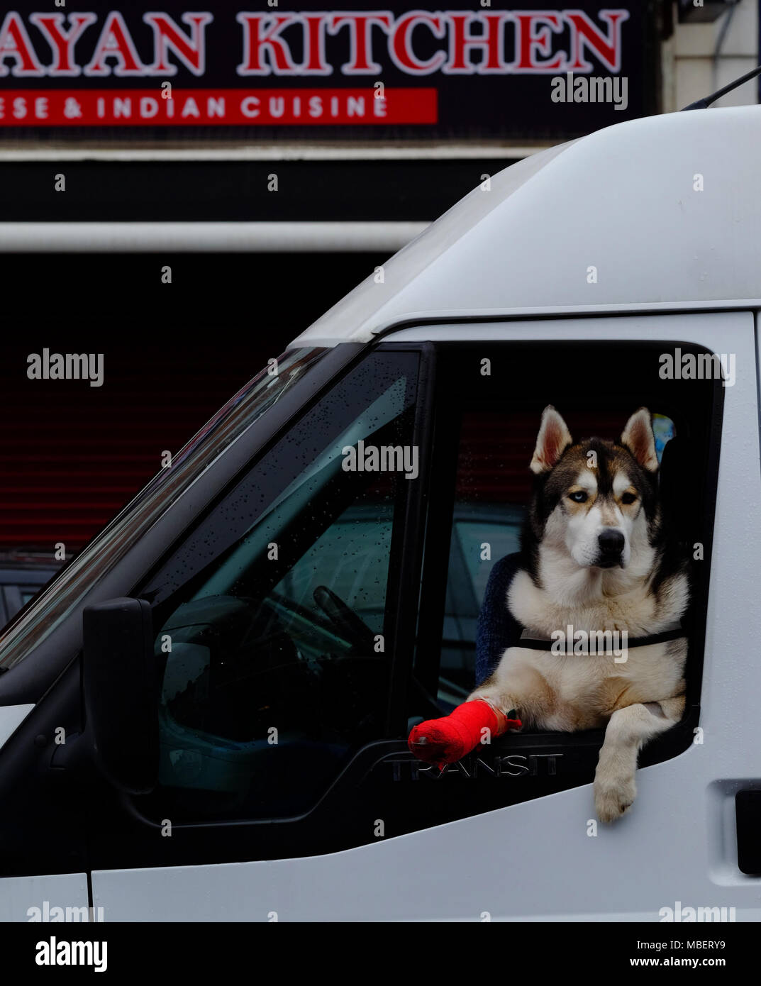 A beautiful 2 year old Husky dog with a broken leg leans out of the window of a van in Harrow, its leg in a red plaster cast Stock Photo