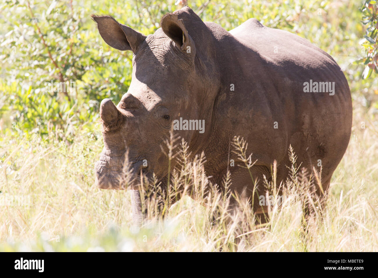 A tagged white rhino (Ceratotherium simum) in Matobo National Park, Zimbabwe. The horned creature is also known as the square-lipped rhinoceros. Stock Photo
