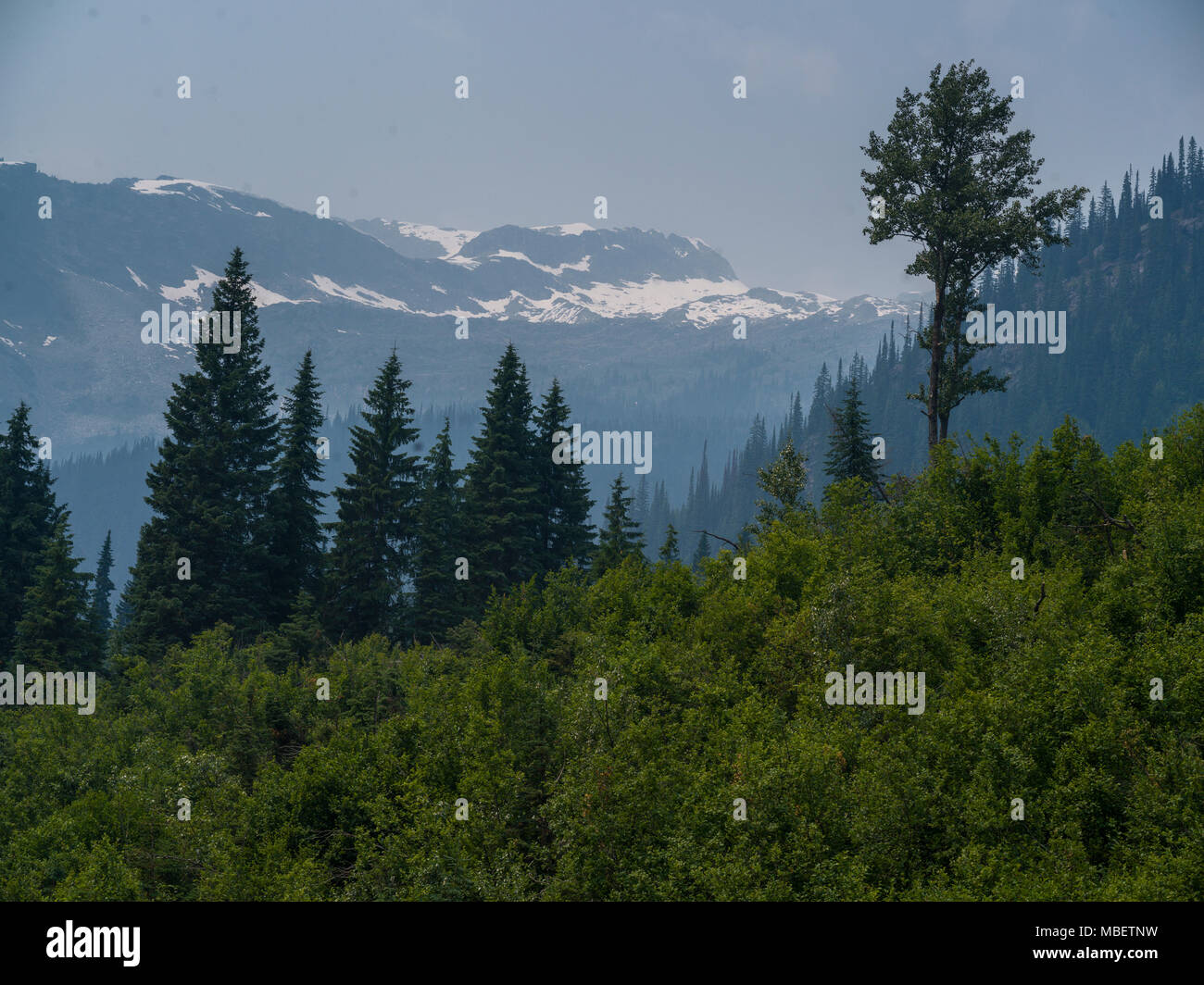 Trees with snow covered mountain range in the background, Revelstoke, British Columbia, Canada Stock Photo