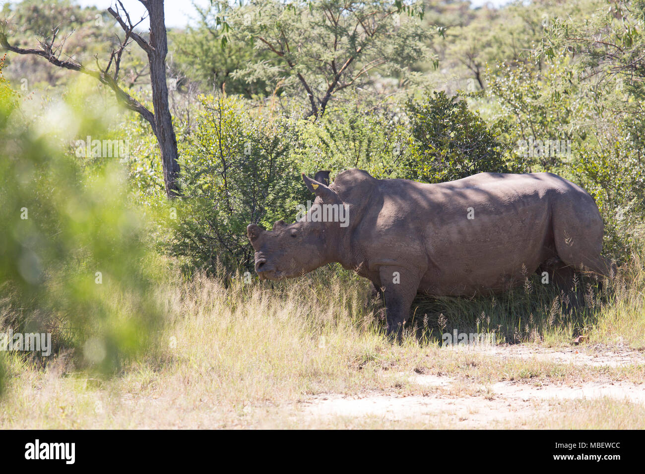 White rhino (Ceratotherium simum) in Matobo National Park, Zimbabwe. The horned creature is also known as the square-lipped rhinoceros. Stock Photo