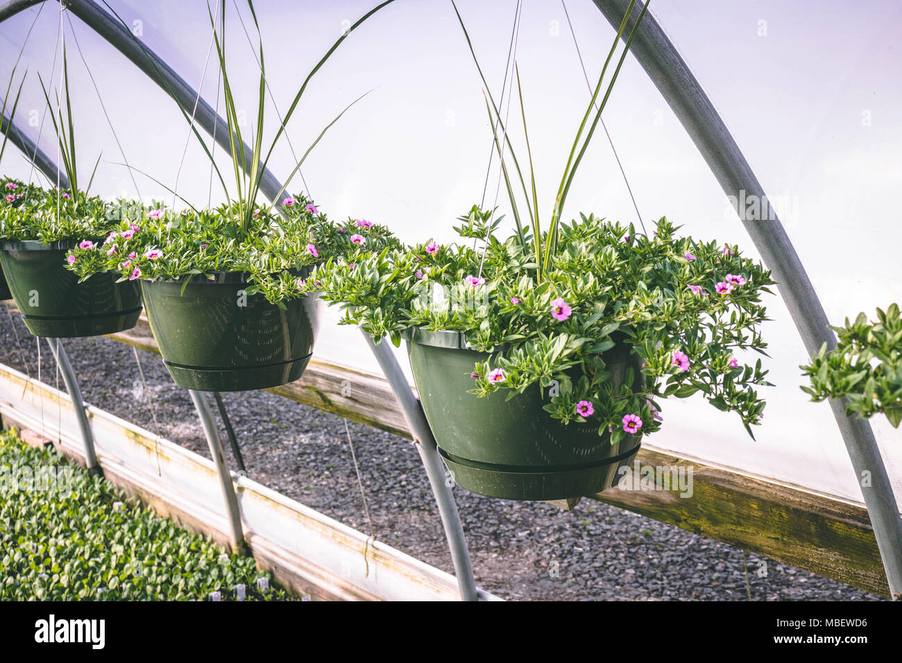 Plants in Greenhouse Stock Photo - Alamy