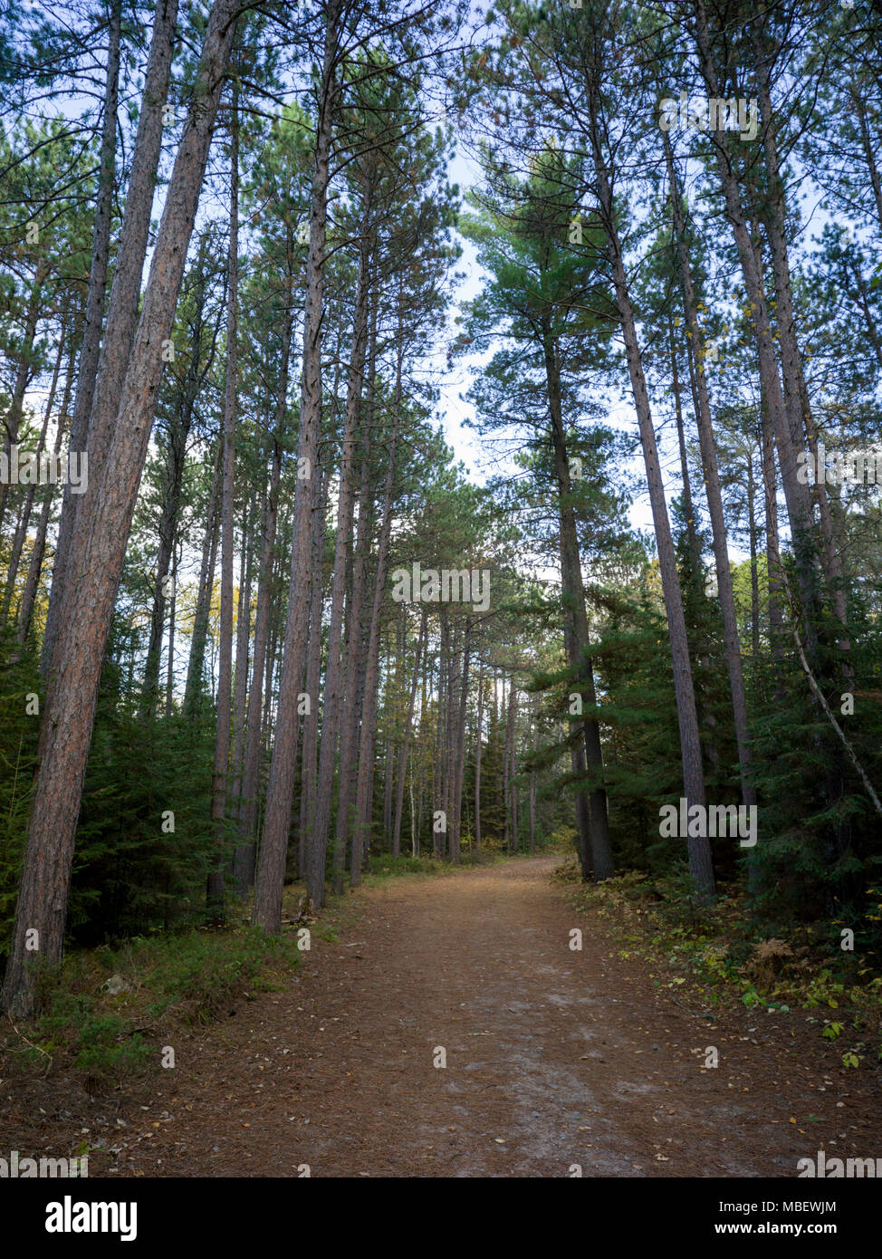 Narrow dirt road along trees hi-res stock photography and images - Alamy