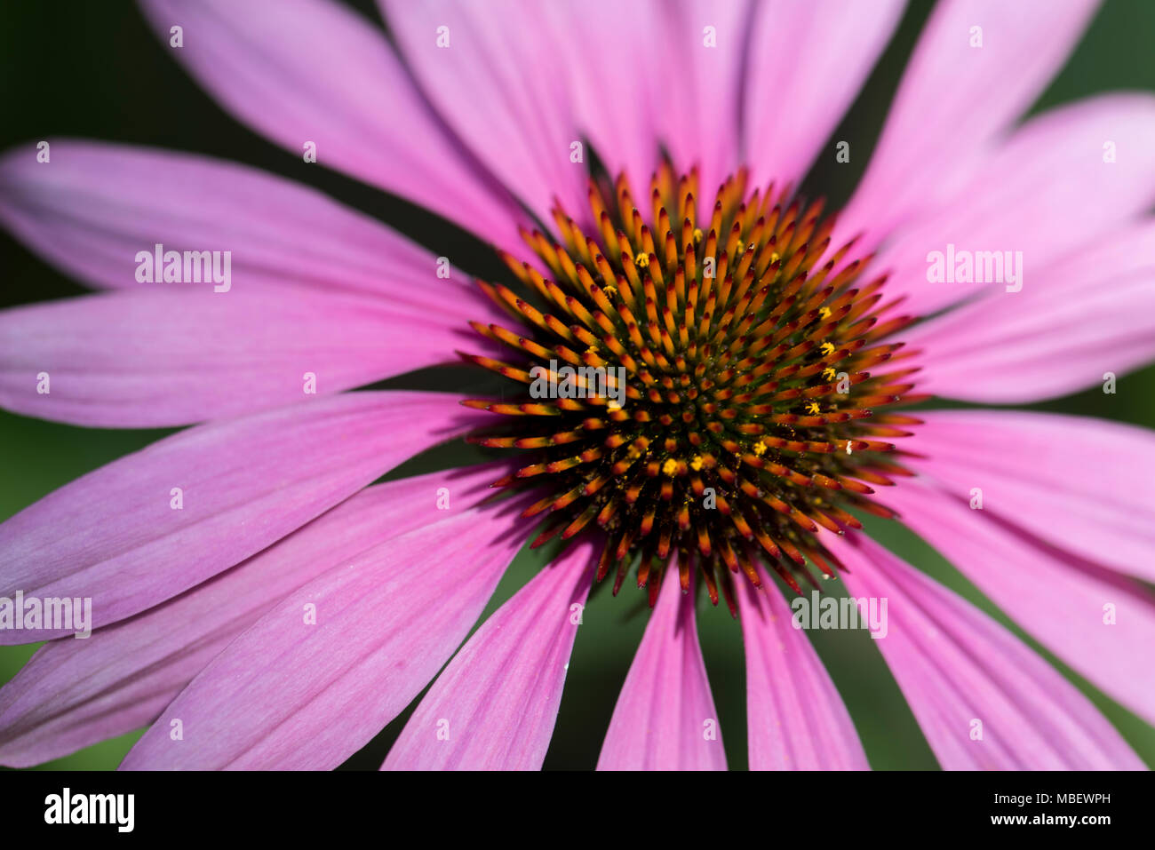 Daisy keith hires stock photography and images Alamy