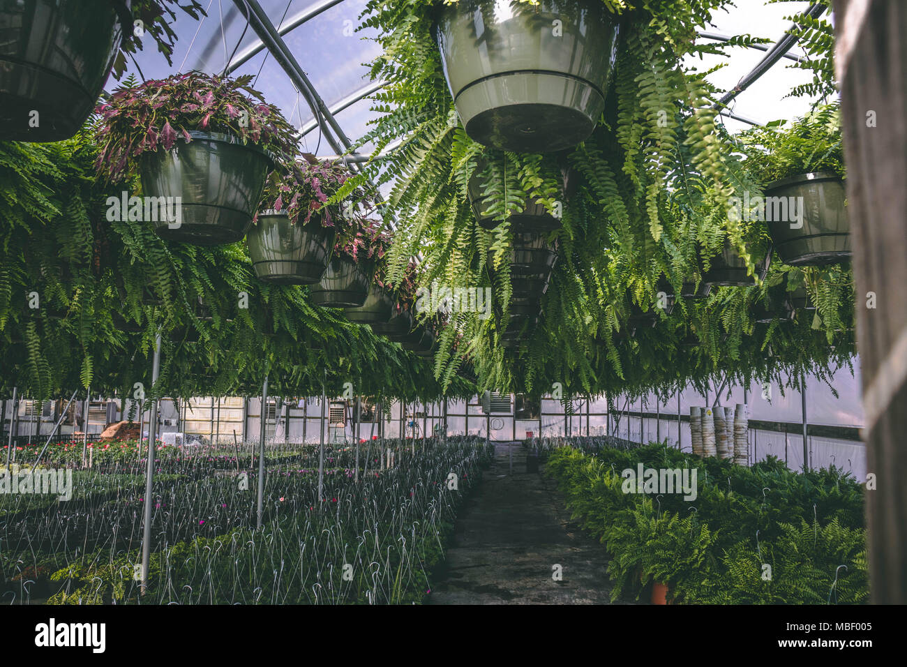 Plants in Greenhouse Stock Photo - Alamy