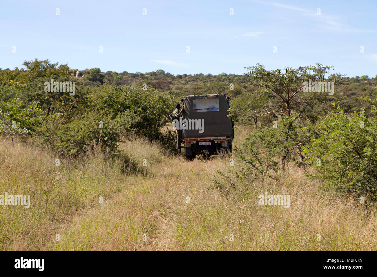 An armed guide stands on the back of an off-road vehicle in Matobo National Park, Zimbabwe. The vehicle travels in the bush. Stock Photo