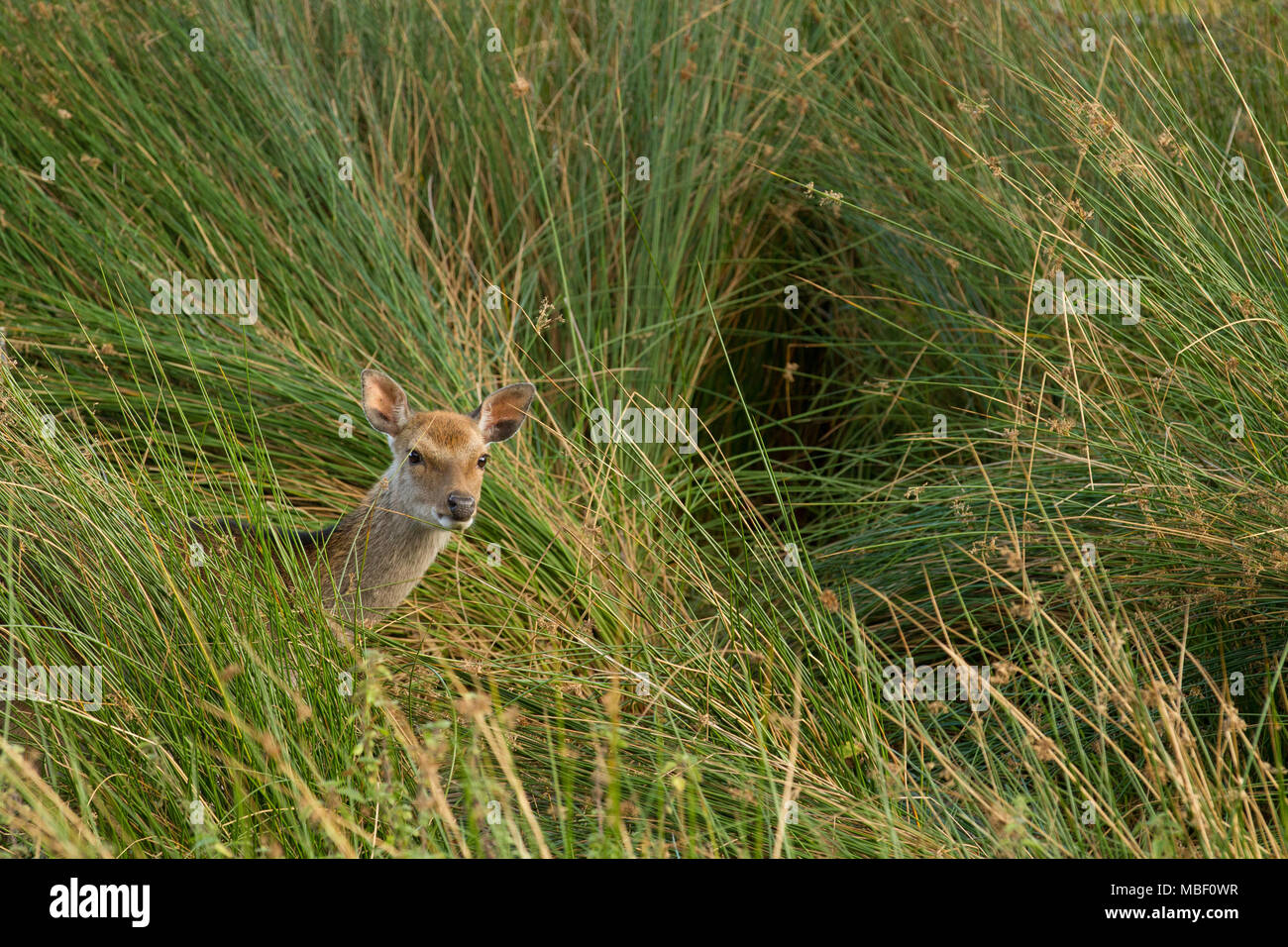 A red deer peers out of the tall grasses in Killarney National Park in Ireland Stock Photo