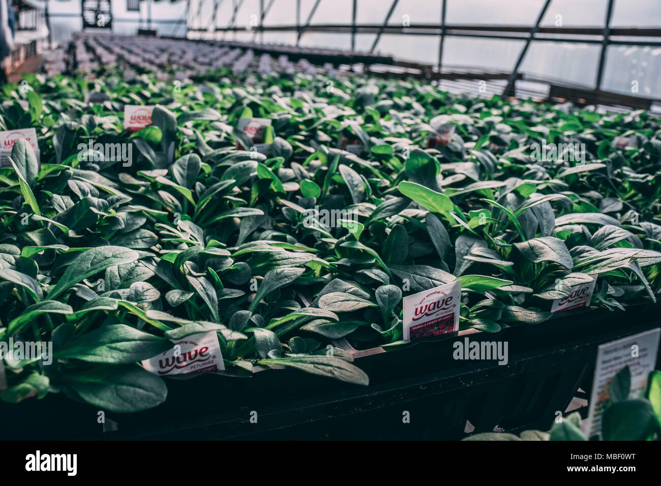Greenhouse plants hi-res stock photography and images - Alamy