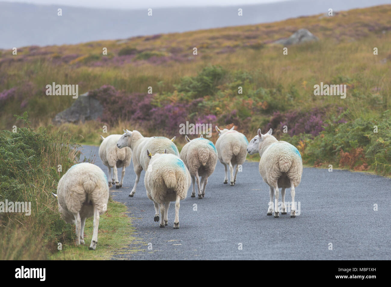 Sheep on a road in Ireland Stock Photo