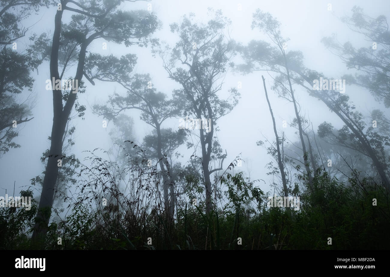 Up view on the crown of tropical trees in foggy weather. Stock Photo