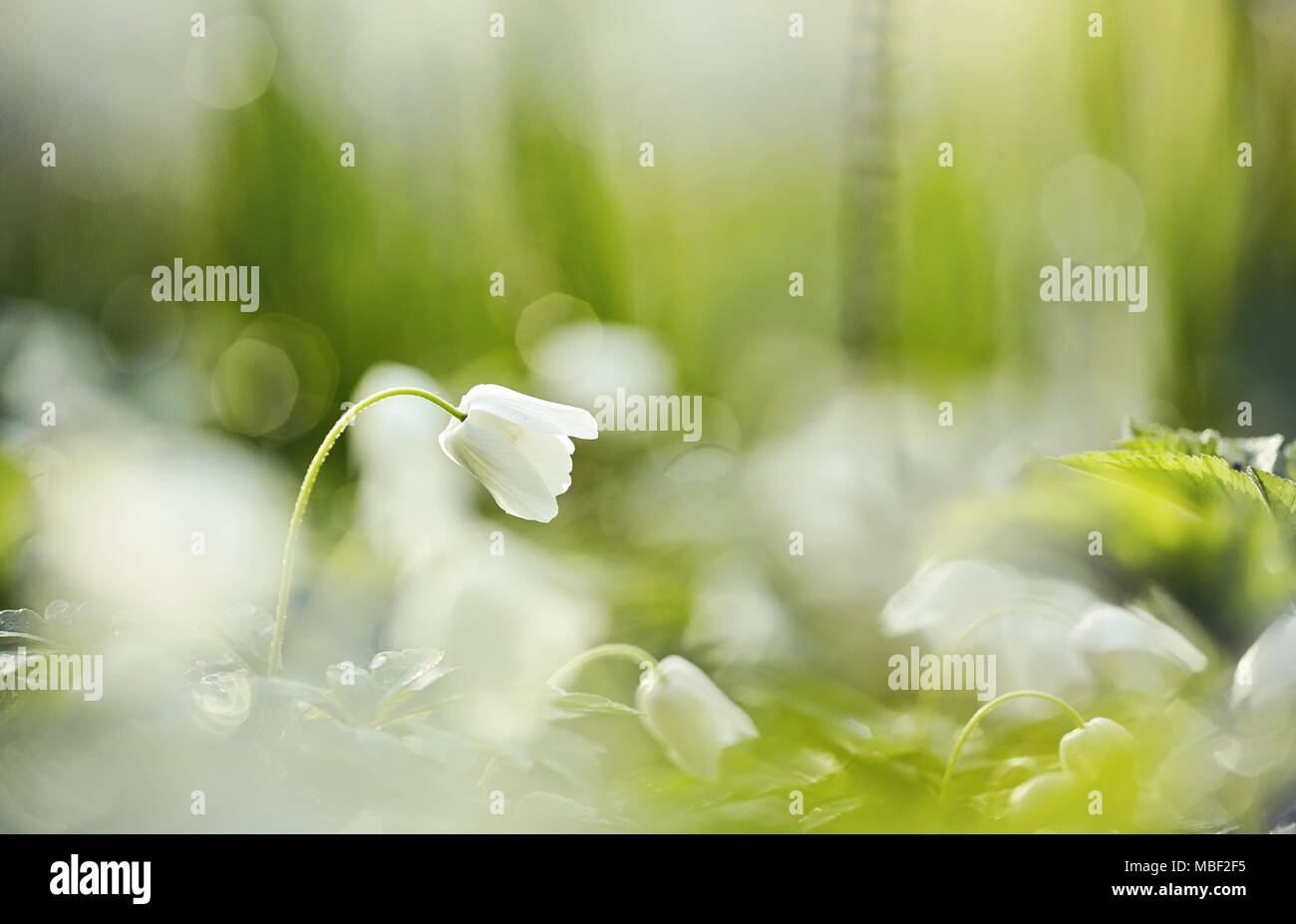 Illuminated flowers hi-res stock photography and images - Alamy