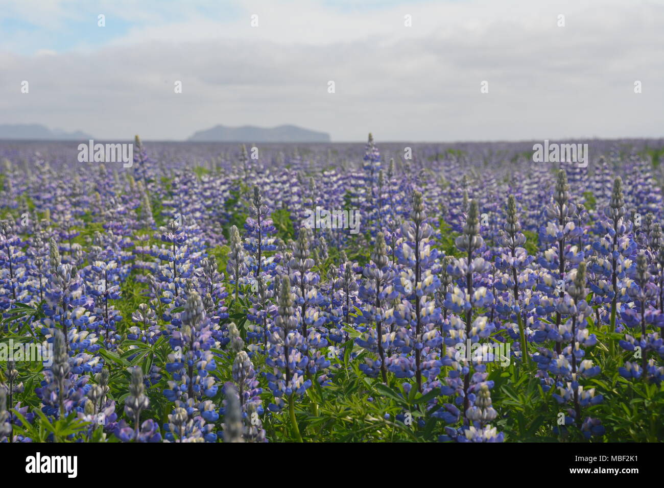 Beautiful Lupine flowers growing wild in an Iceland field Stock Photo