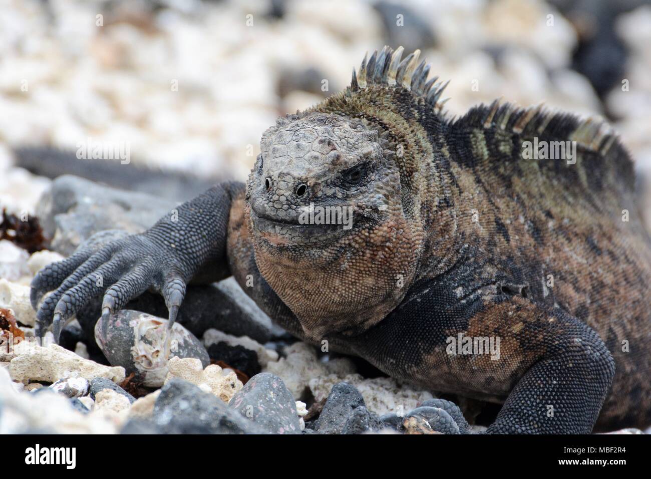 Galapagos Marine Iguana sunning himself San Cristobal, Galapagos, Ecuador Stock Photo
