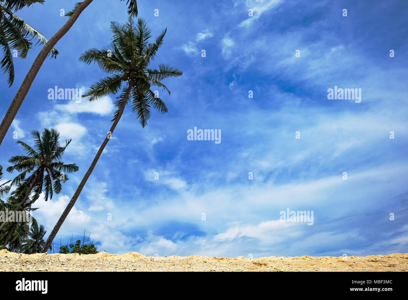 Landscape of the beach with coconut trees and blue sky Stock Photo - Alamy
