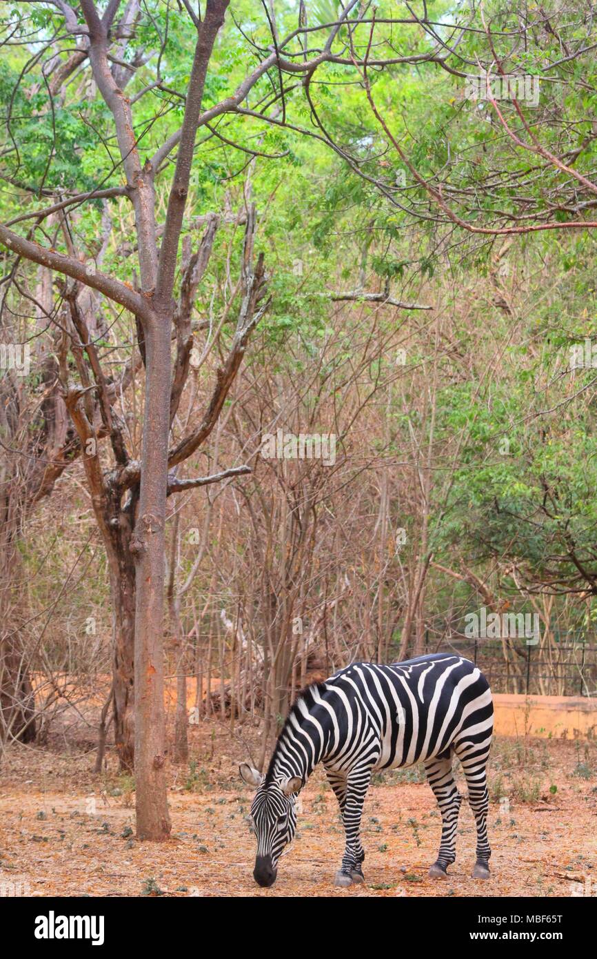 Zebra looking for food in the park. Stock Photo