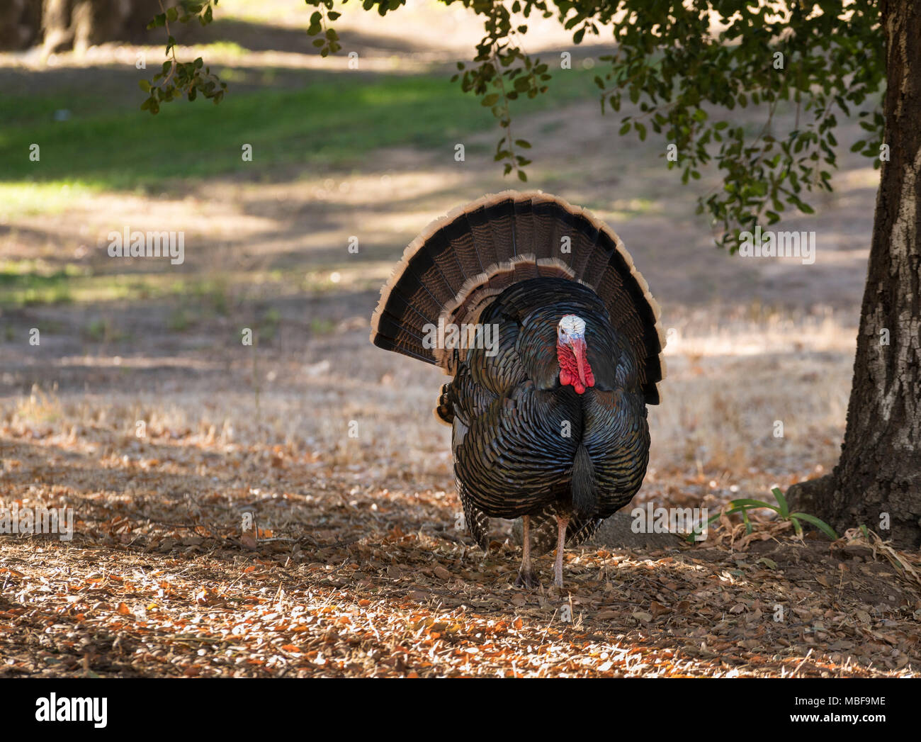 Wild turkey male (Meleagris gallopavo) displaying and strutting with tail feathers in a fan outside, USA Stock Photo