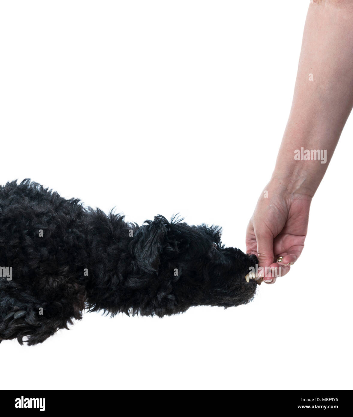 Female hand feeding a dog treat to a black dog Stock Photo