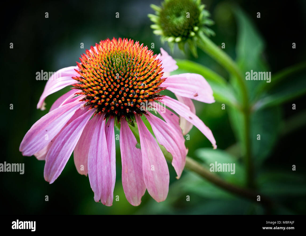 Pink wildflowers in bloom hi-res stock photography and images - Alamy