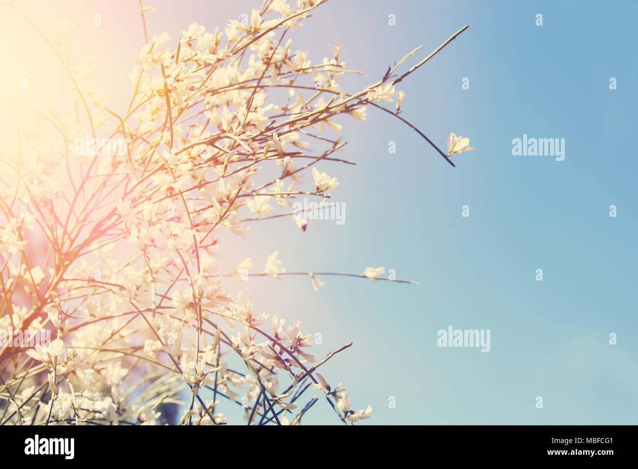 Image of beautiful white flowers and blue sky Stock Photo - Alamy