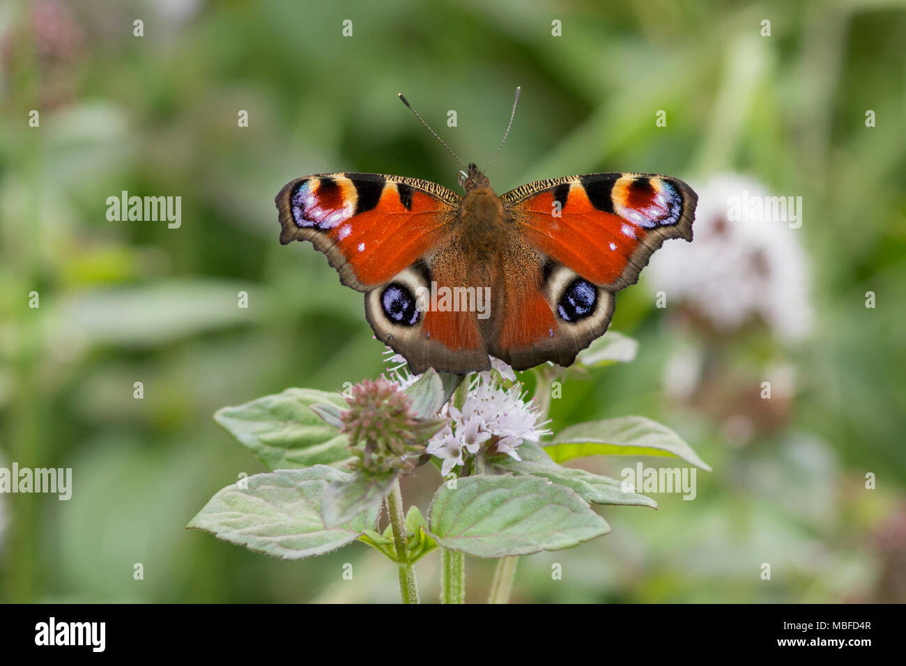 Peacock Butterfly (Aglais io) with open wings perched on top of a flower. Tipperary, Ireland Stock Photo