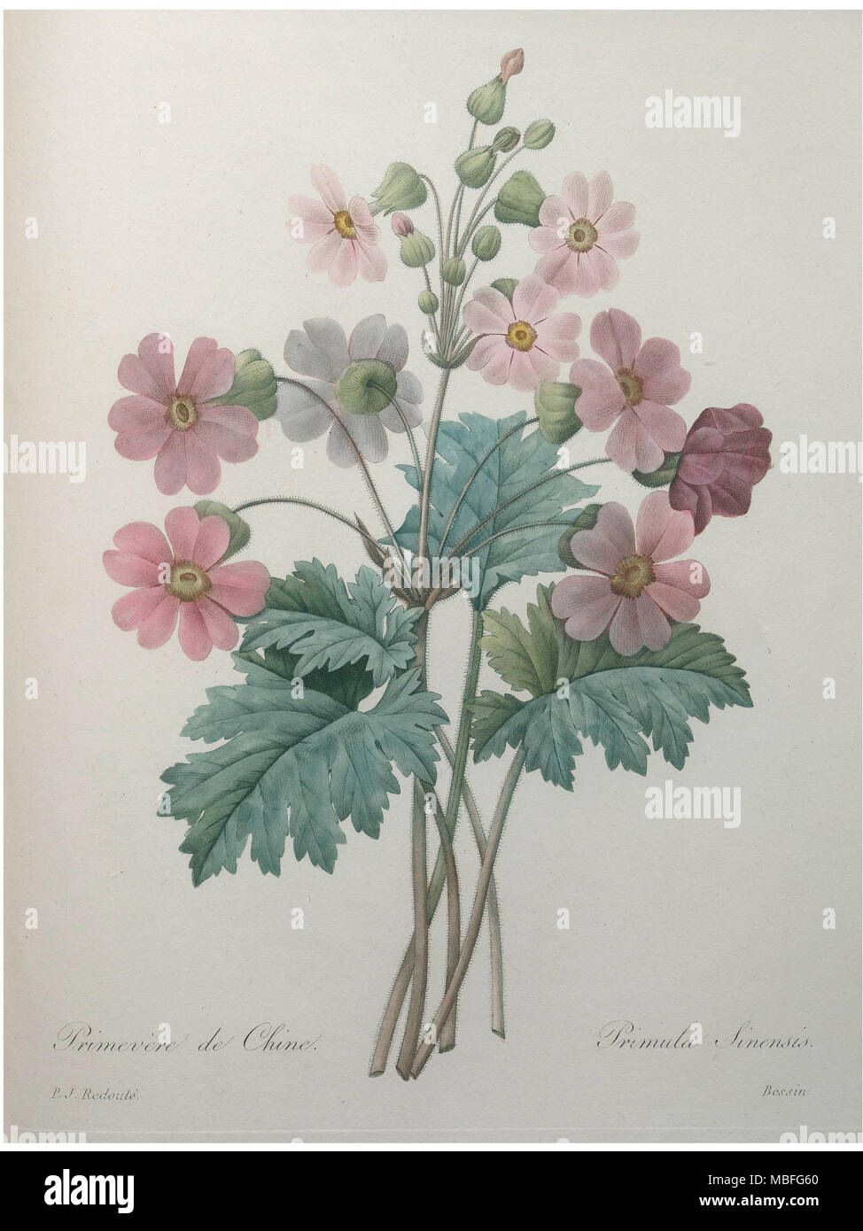 Chinese Primrose Stock Photo Alamy