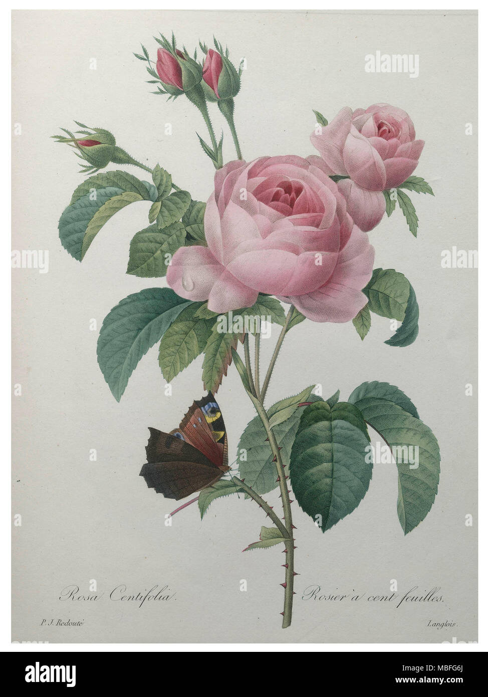 Petaled Rose Stock Photo