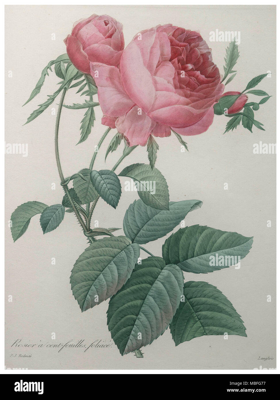 Rose with a Hundred Leaves & Foliage Stock Photo