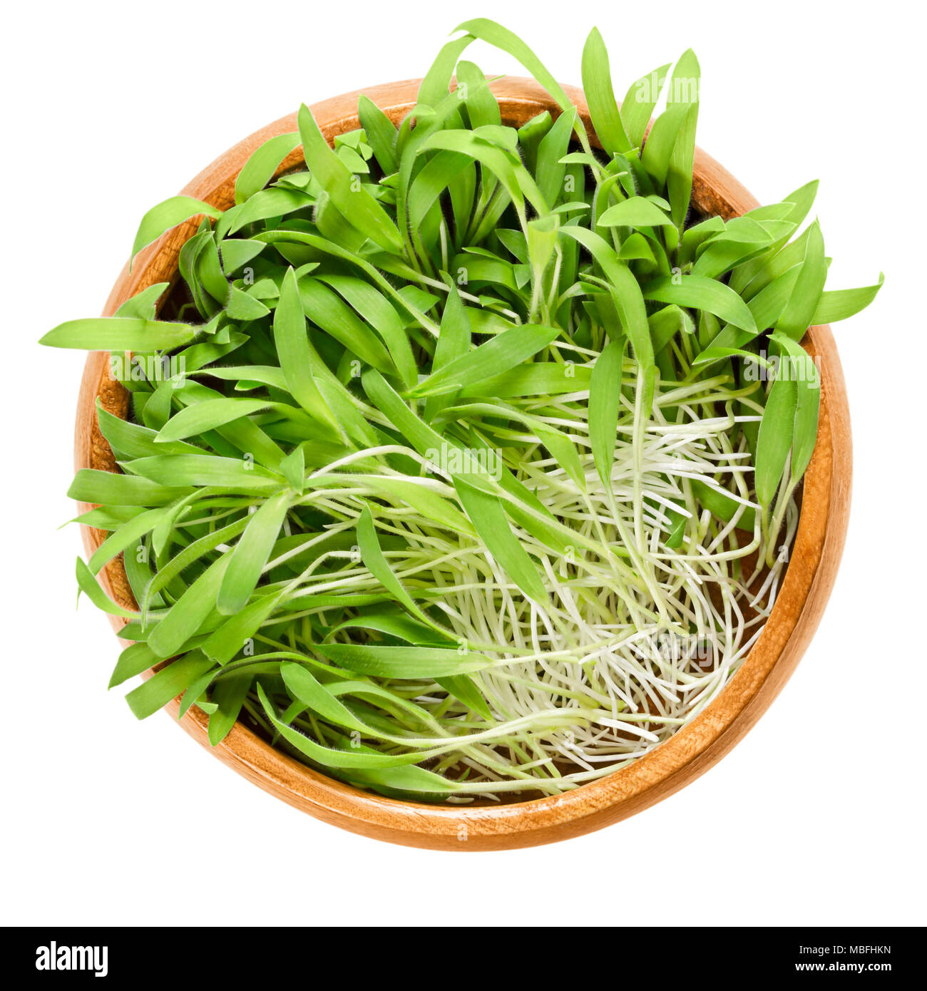 Brown millet microgreen in wooden bowl. Fresh sprouts and young leaves of Panicum miliaceum, also proso millet, an edible herb. Shoots and cotyledons. Stock Photo