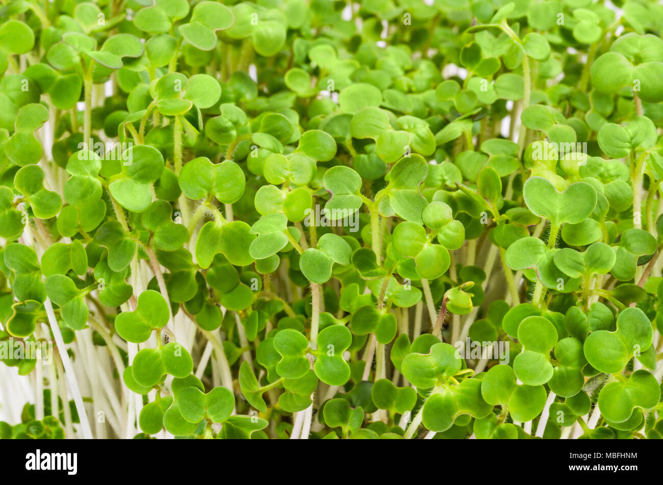 White mustard seedlings. Sprouts, vegetable, microgreen. Shoots and cotyledons of Sinapis alba, also yellow mustard, an edible herb. Macro food photo. Stock Photo