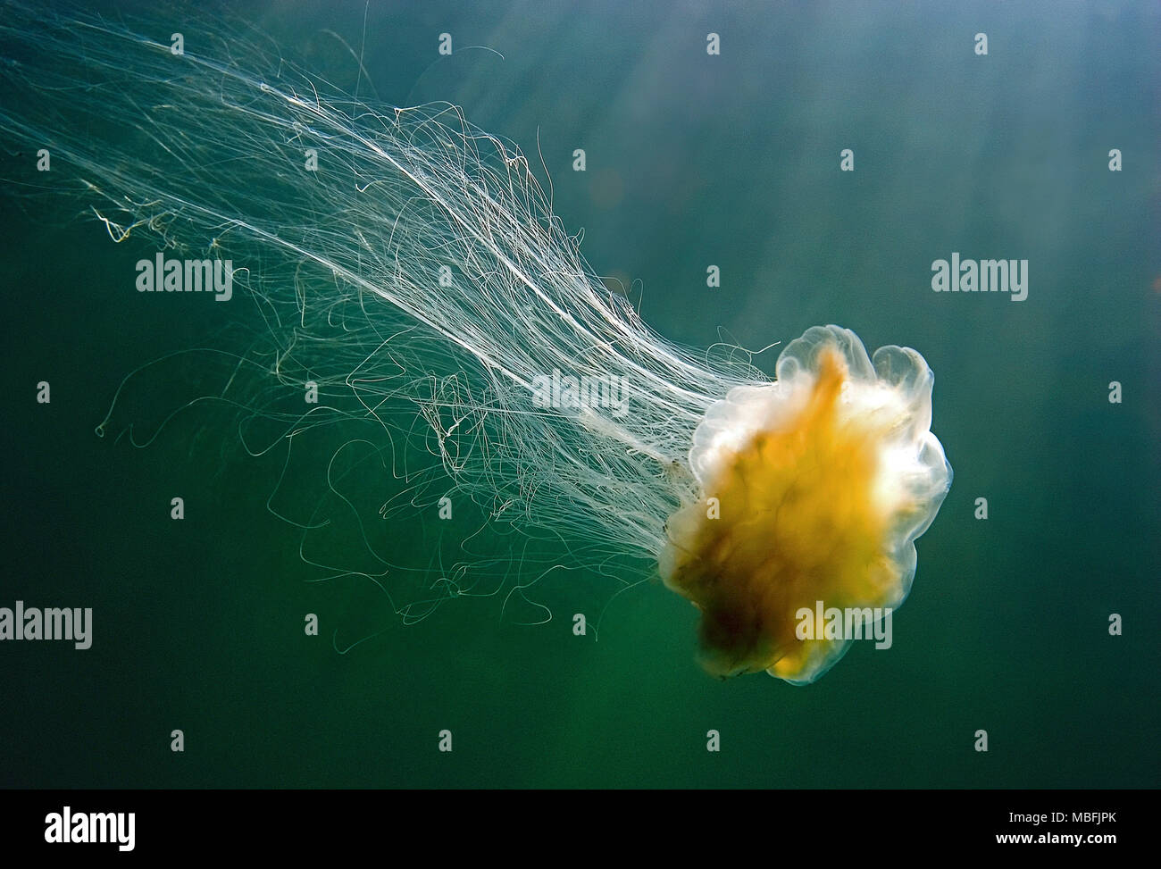 Lion´s mane (Cyanea capillata), dangerous, Baltic sea and German sea, Germany Stock Photo