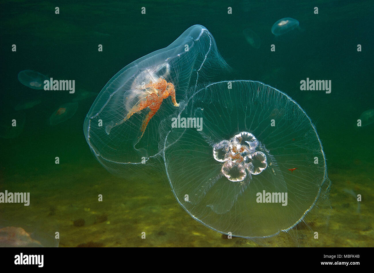 Ohrenqualle (Aurelia aurita) auch Mond-Qualle genannt, Ostsee, Deutschland | Moon jelly (Aurelia aurita), Baltic sea, Germany Stock Photo