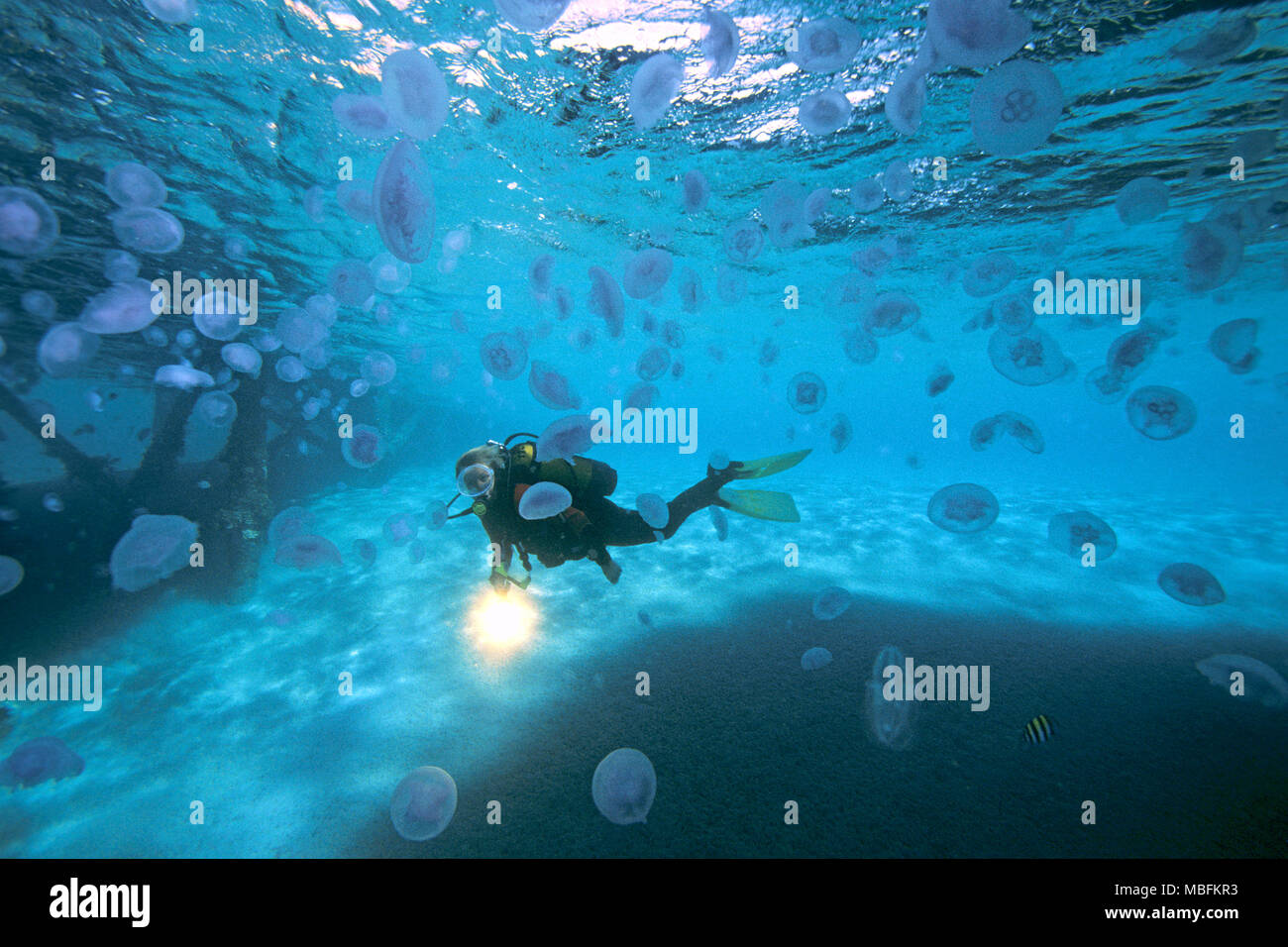 Taucher und Ohrenqualle (Aurelia aurita) auch Mond-Qualle genannt, Safaga, Aegypten | Scuba diver an many Moon jellies (Aurelia aurita), Safaga, Egypt Stock Photo