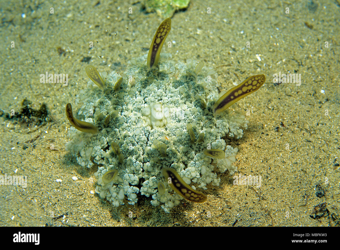Upside-down jellyfish (Cassiopea andromeda), Hurghada, Egypt Stock Photo