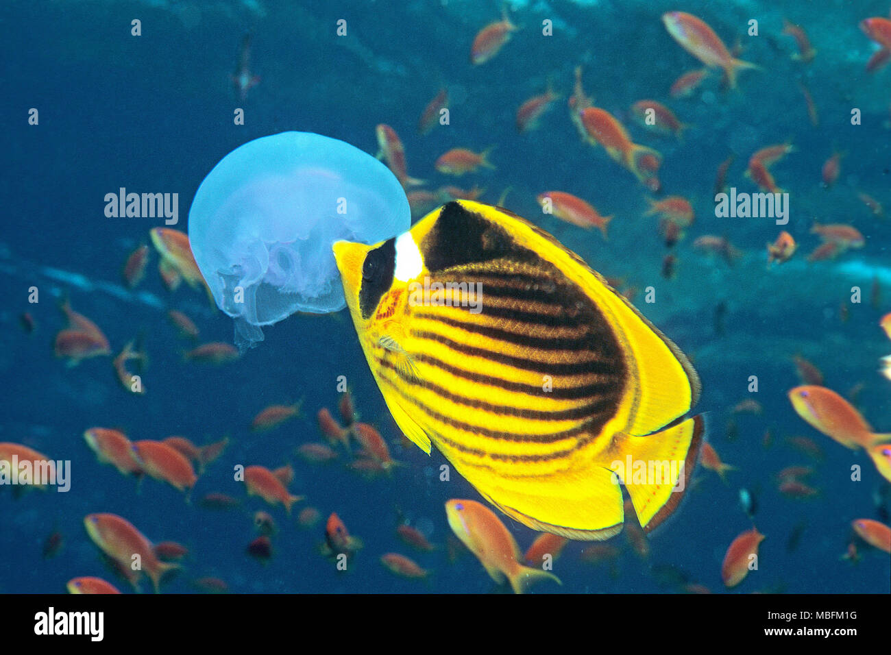 Striped butterflyfish (Chaetodon fasciatus) eating a Moon Jellyfish (Aurelia aurita), Hurghada, Egypt Stock Photo