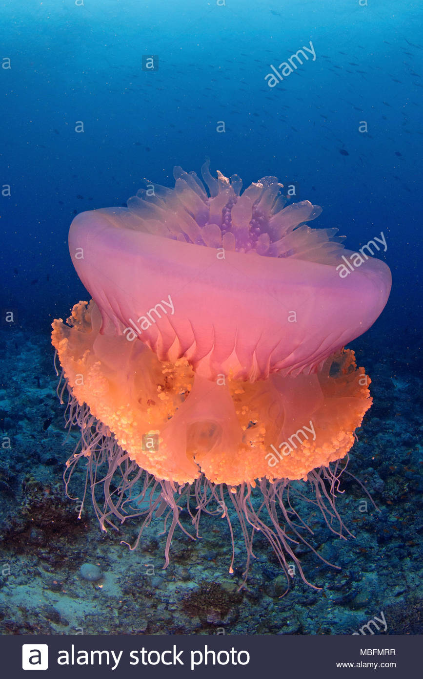 Cauliflower Jellyfish Stock Photos & Cauliflower Jellyfish Stock Images